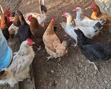 australorp yumurtasi: Toyuq, Yumurtalıq, Ünvandan götürmə, Pulsuz çatdırılma