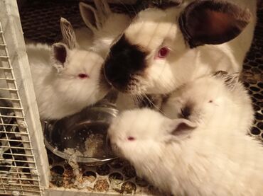 купить крольчат для разведения: Продаю | Крольчата | Калифорнийская | На забой, Для разведения | Племенные
