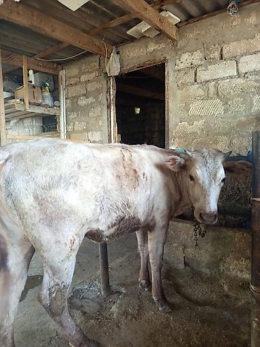 Mal-qara: 3 baş dişi duyə satılır ünvan Zığ kəndi real alıcıya endirim olacaq — 3