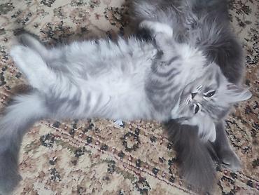 Pişiklər: Britan — 9