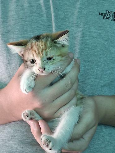 котят ош: Отдам котят. 3 мальчика 3 девочки. котятам 2 месяца, кушают сами уже — 2