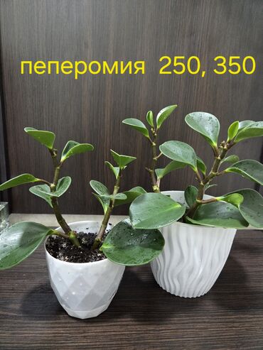 растения в горшках: Два небольших куста пеперомии в белых горшках. У одного горшка