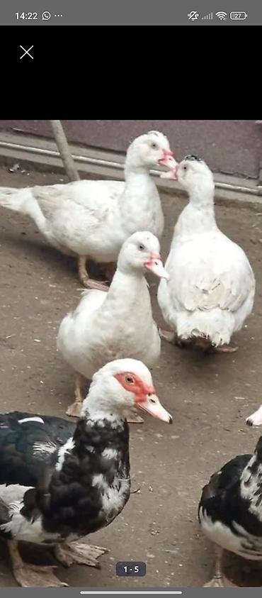 Ördəklər: TECİLİ SATİLİR 2 ERKEY 10.DİŞİ HAMSİ BİRLİKDE SATLİR KOM ŞEKLİNDE 25 — 6