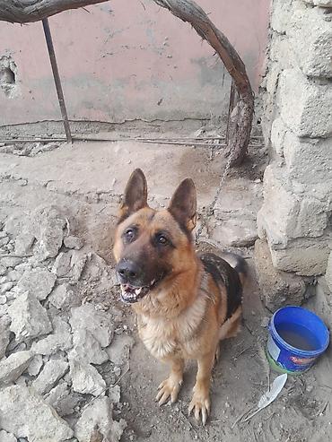 İtlər: Alman çoban iti, 3 il, Dişi, Ünvandan götürmə — 2