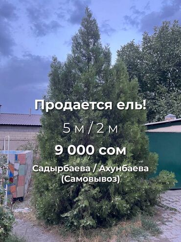 Декоративные деревья: Саженцы деревьев: Ели, Самовывоз