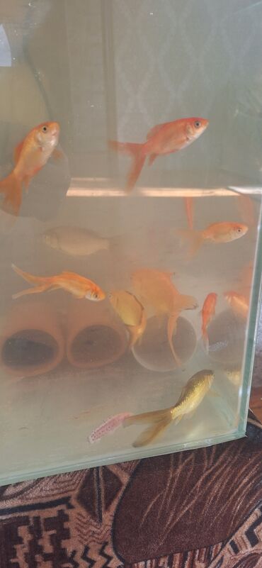 Akvariumlar: Dördbucaq akvarium, Balıqlarla birlikdə, 64 l, Ünvandan götürmə — 3