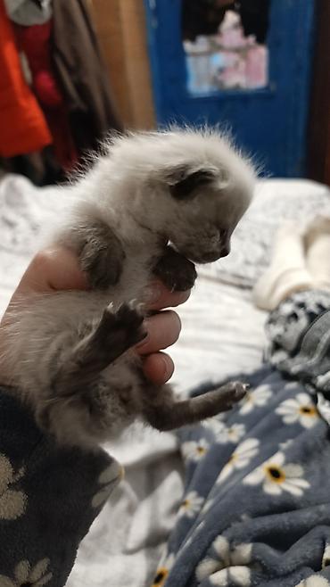 Табылган жана жоголгон мышыктар: Эркек — 3