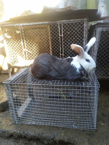 шубка кролик: Продаю | Кролик самец | Серый великан