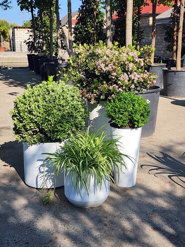 Otaq bitkiləri: Bitgi və dibçəklər — 2