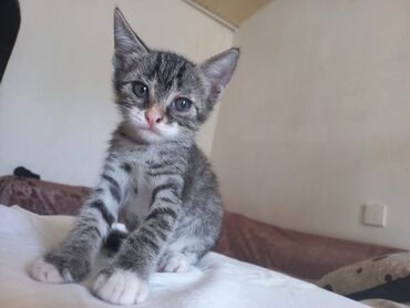 Pişiklər: Tabbi, Yaxşı əllərə — 2