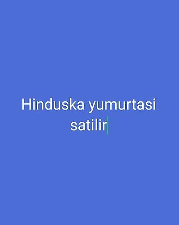 sud ceni: Hinduşka yumurtası satılır - Növ: Hinduşka (hind toyuğu) yumurtası - — 1