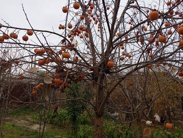 Bağ evlərinin satışı: Şirvan, 130 kv. m, 3 otaqlı, Hovuzsuz, Qaz, İşıq, Su — 7