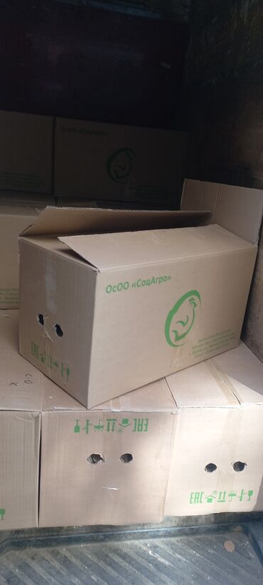 зоотовары оптом дордой: Яйцо куринная. тоок жумурткасы оптом