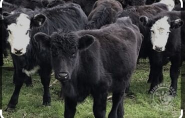 Коровы, быки: Продаю | Бык (самец) | Ангус, Симментальская, Бельгийская | На откорм, На забой, Для разведения