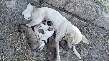tutuquşu yemi: 1 ay, Erkək — 3