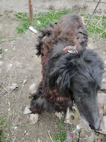 Отдам даром собаку: Тайган крупной породы, длинношёрстная. Окрас преимущественно чёрный с — 4