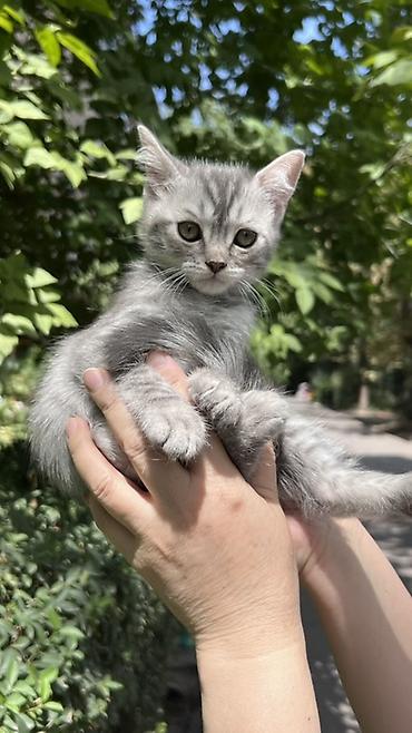 Продажа кошек: Скотиш Страйт (Шотландская прямоухая), 4 месяца, Мальчик, Серый, Приучена к лотку, Проглистована — 5