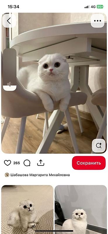 ххх с животным: Шотландские вислоухие кошки (Scottish Fold) — — 3