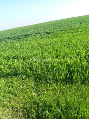 дачные земельные участки: Kənd təsərrüfatı