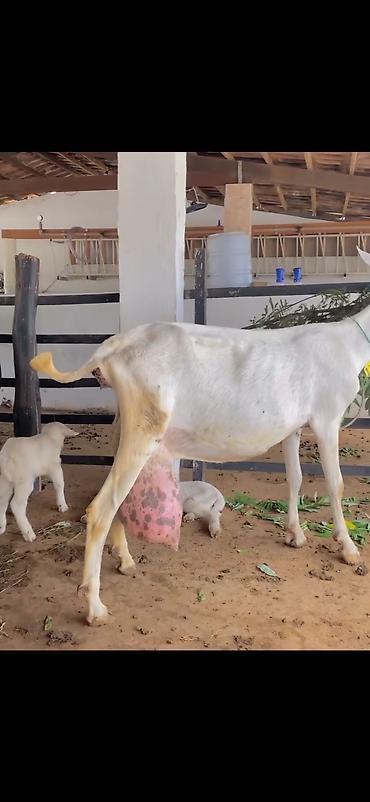 balaca dovşan: Südəmər keçi – ağ rəngli, iri sağrılı, güclü skelet və uzun ayaqlar — 4