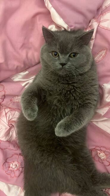 Pişiklər: Şotland, Erkək — 28