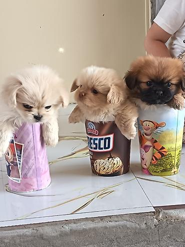 pekin ördeği: Pekines, 1 ay, Erkək, Ünvandan götürmə — 6