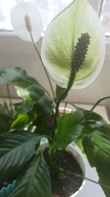guldanda gul: Spatifium (Qadın xoşbəxtliyi gülü), Waterplant sarmaşığı