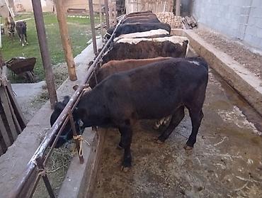 обмен дакан: Продаю | Бык (самец) | Алатауская, Швицкая | На откорм — 4