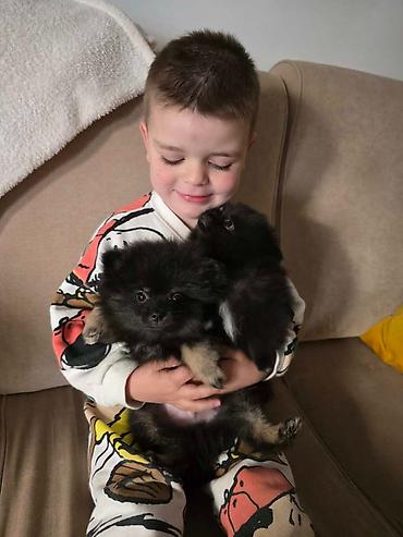 Psi: Na prodaju preslatki pomeranci U naš dom su sasvim spontano stigle — 3