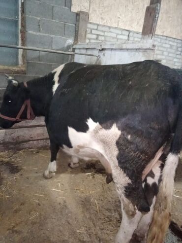объявления о пропаже животных: Сатам | Уй (ургаачы) | Голштин, Алатоолук, Швиц | Көбөйтүү үчүн, Сүт алуу үчүн | Асыл тукумдуу, Бооз, Музоологондон кийин