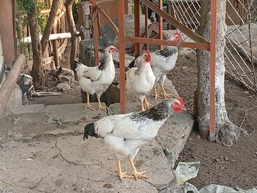 colpalar: Serebris colpas yanvarin 1 yumurtadan cixiblar. 4 ay 7 gunnuydu, 1