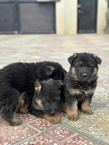 Hovuzlar: Alman çoban iti, 2 ay, Erkek, Ünvandan götürmə