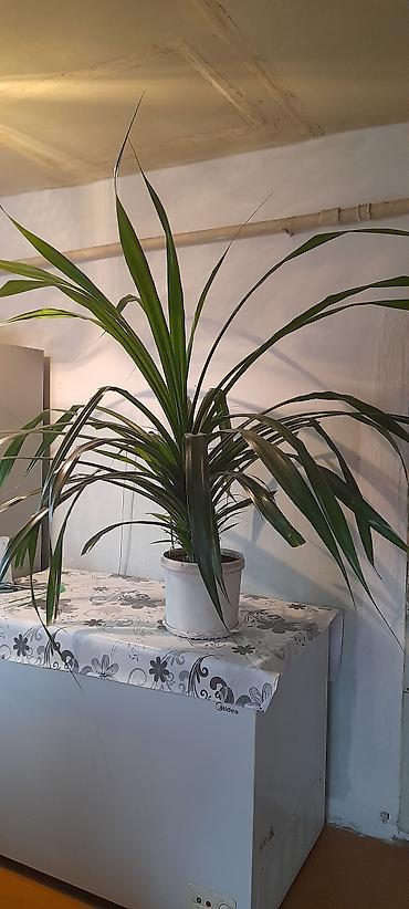 выращивание: Панданус (Pandanus) в горшке - Декоративно-лиственное растение с — 7