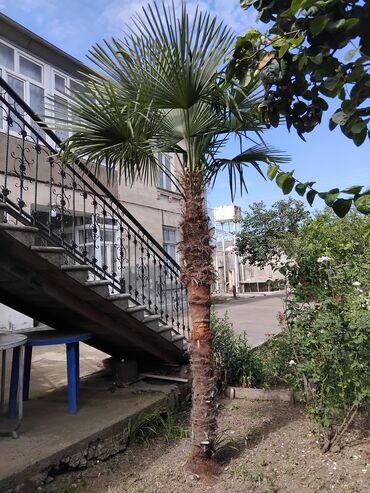 fıstıq ağacı: Bu xurma ağacı (Palma) hər hansı bir landşafta tropik atmosfer əlavə