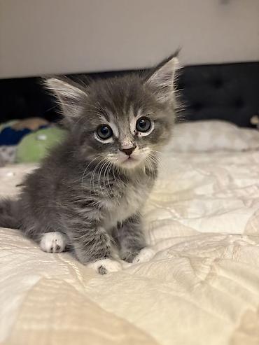 Продажа кошек: 🎁 Полностью домашние, к лотку и миске приучены (ну, почти — они — 11