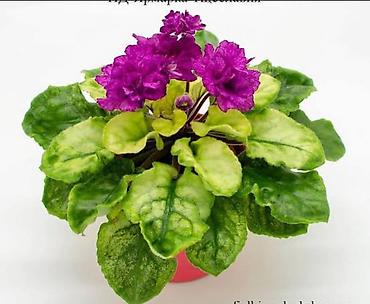 Фиалки и глоксинии: 🌱🌺🌱 Продаю сортовые ДЕТКИ стандартных, трейлерныхмини и полумини — 8