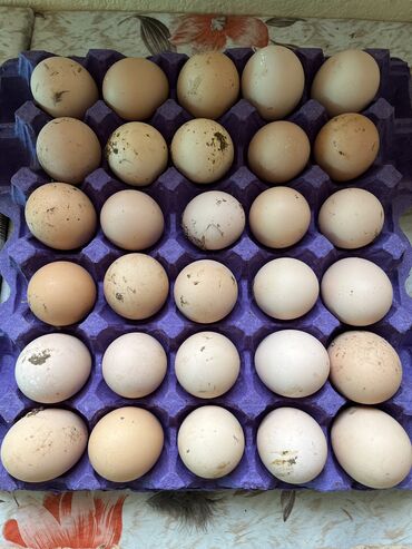 Xoruzlar: Avstrolop yumurtası təmiz qan