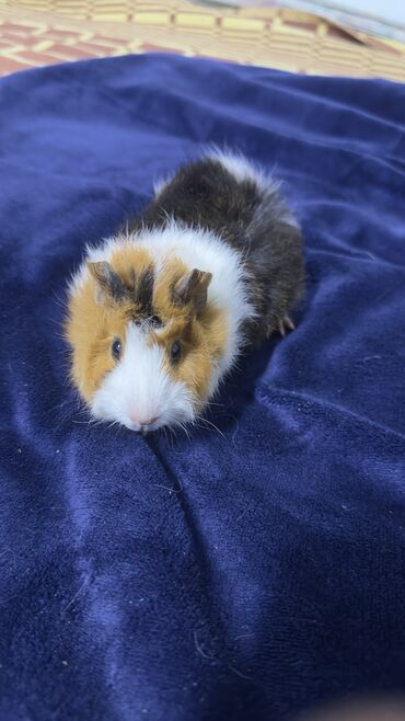 Морские свинки: Продаю морскую свинку ! •девочка • родилась 16 октября •разновидность — 5