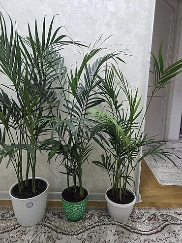 Пальмы: Хамедорея изящная (комнатная пальма) - В наличии взрослые кусты в — 2