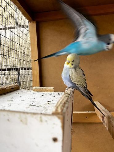 Животные: Волнистые попугаи (budgerigar) различных окрасов. Описание: - — 4