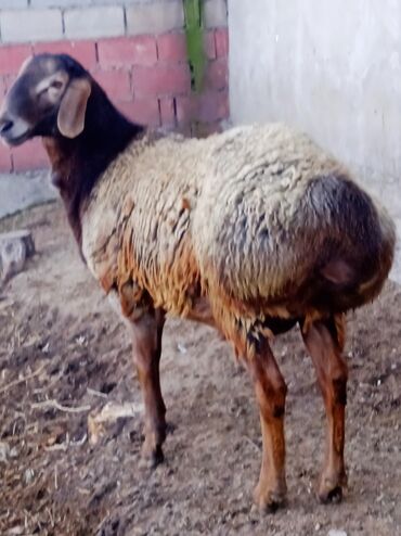 Бараны, овцы: Продаю | Баран (самец) | Гиссарская | Для разведения | Племенные — 1