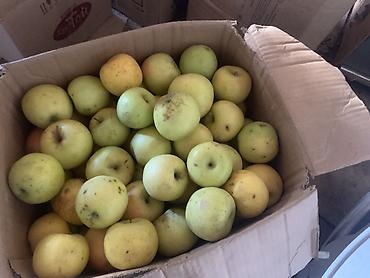 продаю курицу: Яблоки Превосходное, В розницу — 2