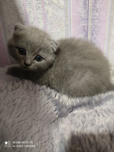 Pişiklər: Şotland, Erkək, Dişi, Ünvandan götürmə -da lalafo.az — 15 Pişiklər: Şotland, Erkək, Dişi, Ünvandan götürmə — 15