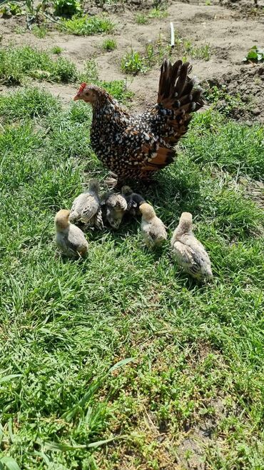 Куры, петухи: Продаю | Куры, Петух — 14