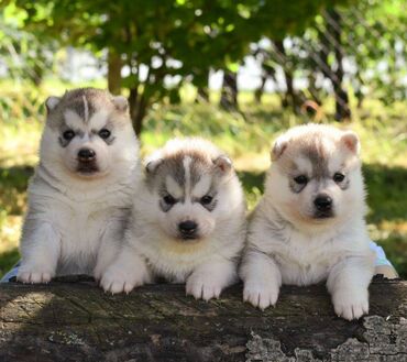 tunika svila: Sibirski Haski muški štenci. Srebrno beli. NEMAJU PLAVE OČI
