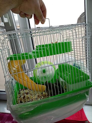 Cücə hamsterlər üçün tam komplekt qəfəs dəsti. Şəkillərdə görünən