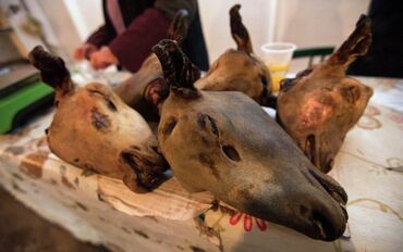 перепелиные мясо: Койдун эти : Баш, Өзү алып кетүү, Акысыз жеткирүү, Акылуу жеткирүү