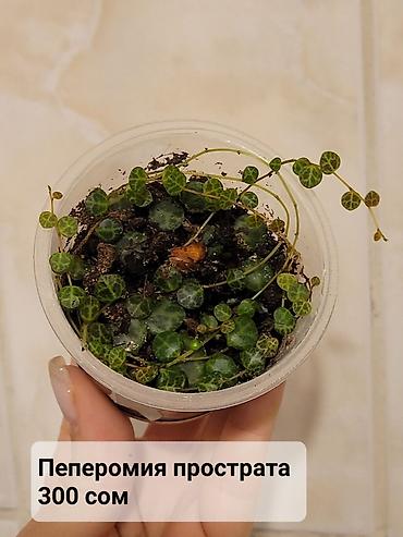 хойи: Цветы в ассортименте
Цена и название на фото — 4
