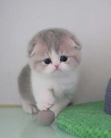 ragdoll pisik: Şotland — 8