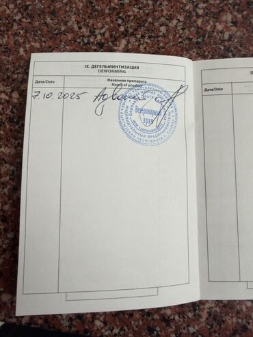 сколько стоит намордник для собак: 4 айлык, Ургаачы, Аргын, Лотокко барууга үйрөтүлгөн, Курттардан тазаланган